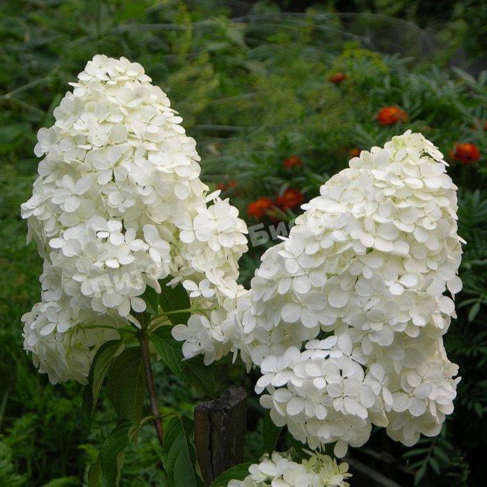 Гортензия метельчатая Мэджикал Мунлайт