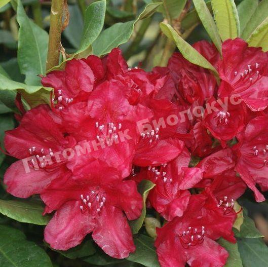 Рододендрон Хакманс Феурштейн