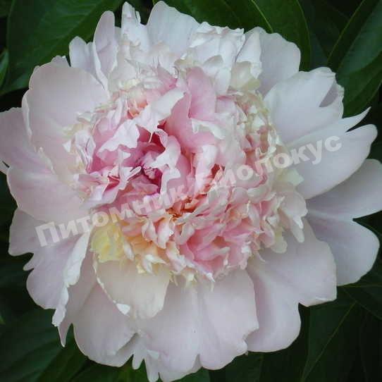 Пион травянистый Эденс Парфюм