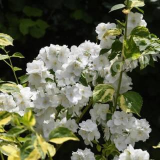 Жасмин гибридный Инносенс