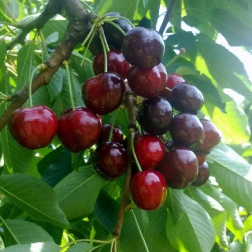 Черешня Мичуринка