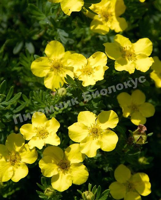 Лапчатка кустарниковая Кобольд