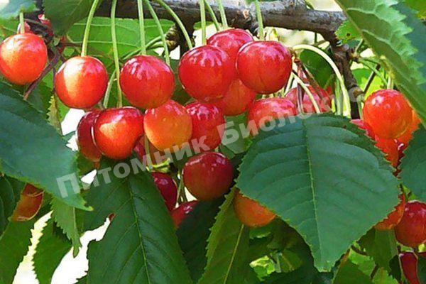 Черешня Брянская розовая