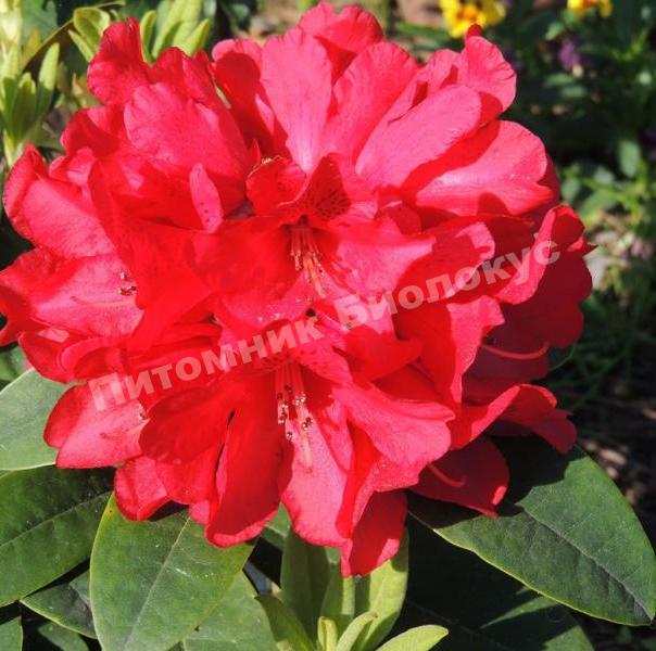 Рододендрон гибридный Бризантс