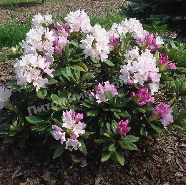 Рододендрон гибридный Похиолас Дотер