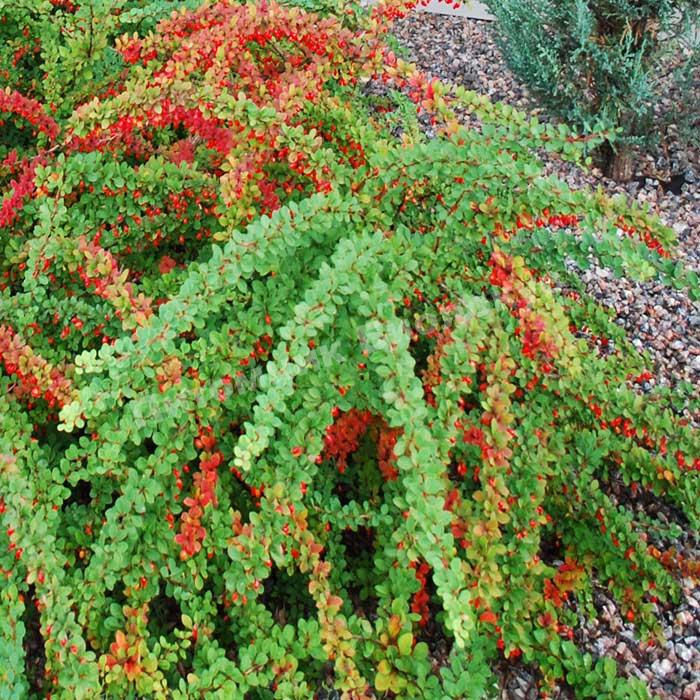 Барбарис тунберга Грин Карпет
