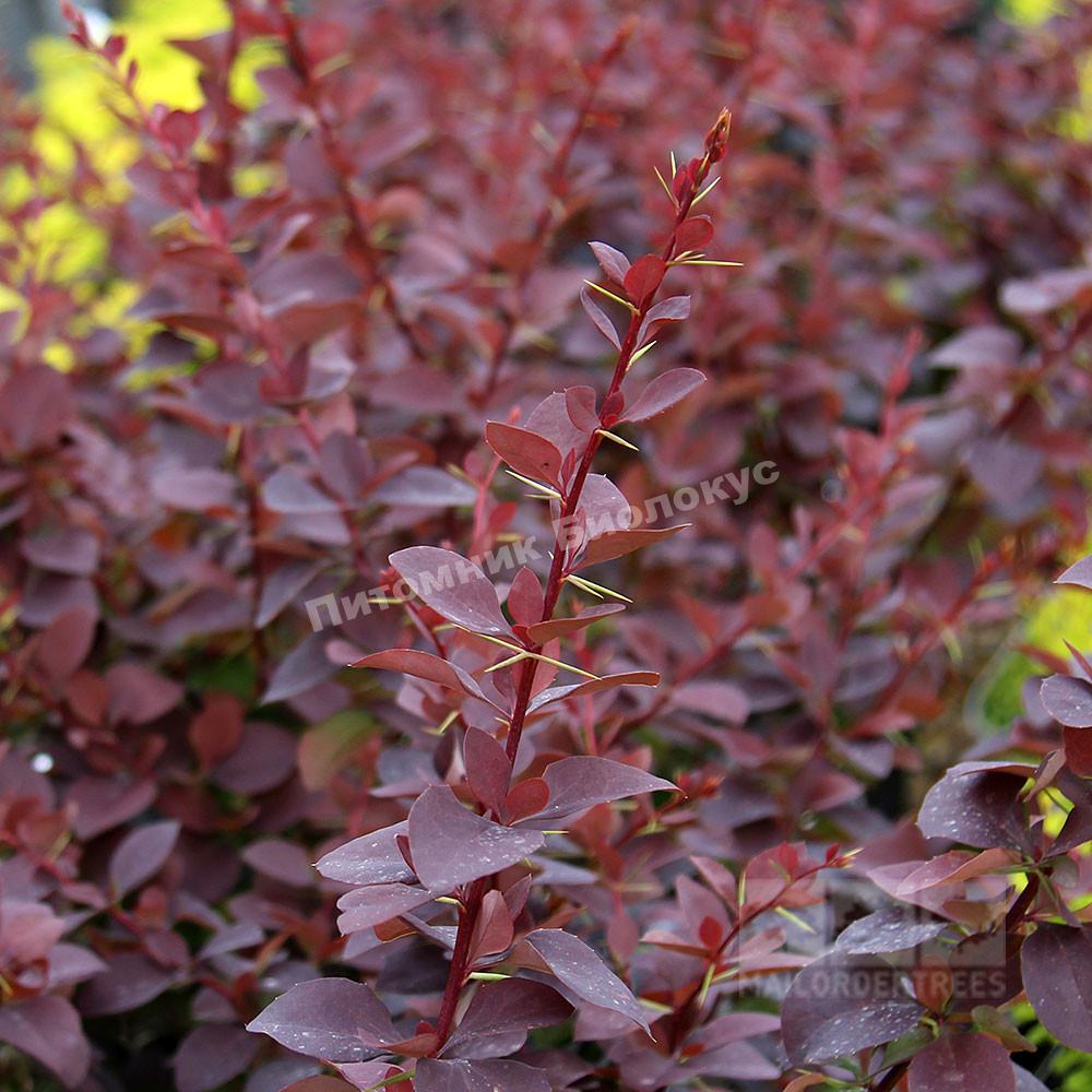 Барбарис оттавский Суперба