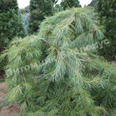 Сосна веймутова Ниагара фолс