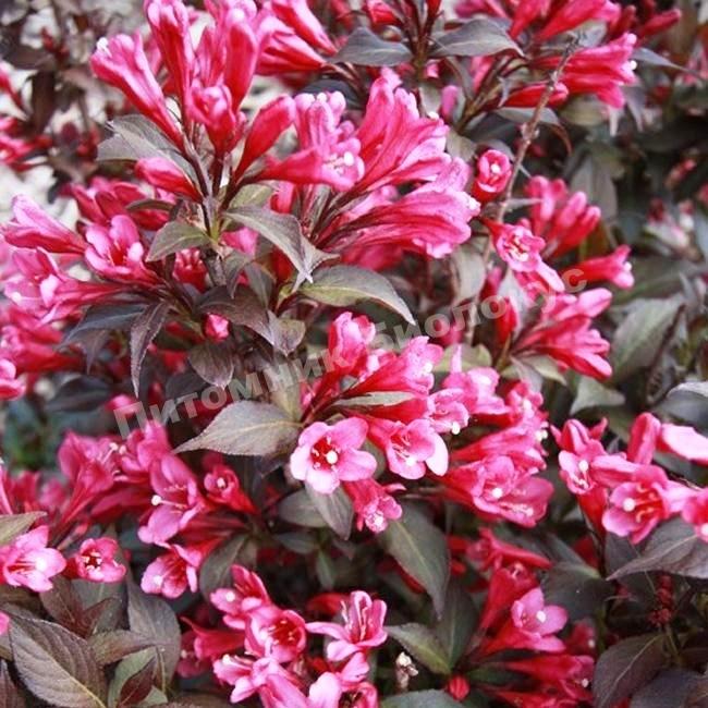 Вейгела Майнор Блэк