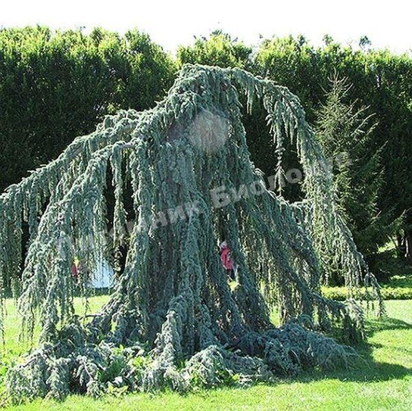 Кедр ливанский Блу Фонтейн