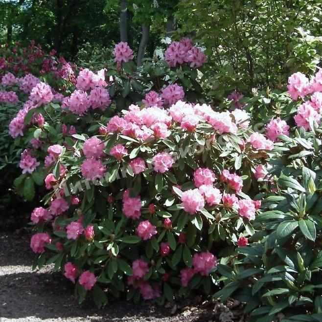 Рододендрон гибридный Хельсинский Университет