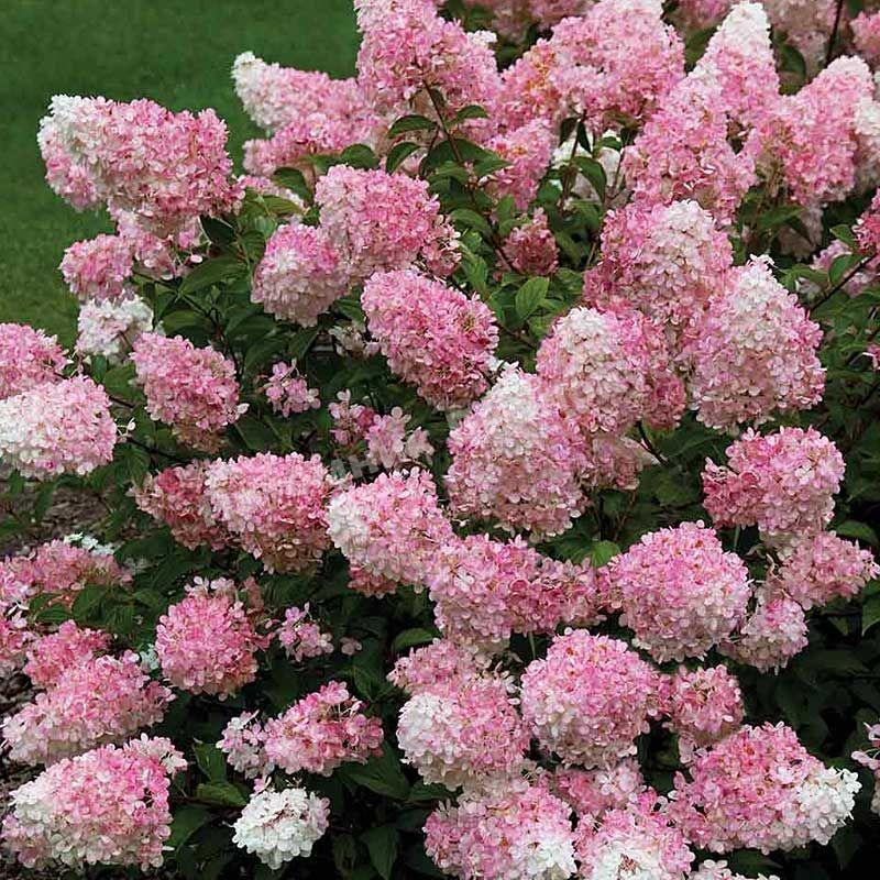 Гортензия метельчатая Тач оф Пинк
