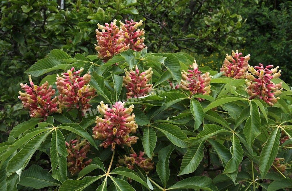 Каштан конский павия Хумилис