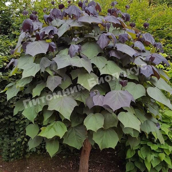 Катальпа краснеющая Purpurea