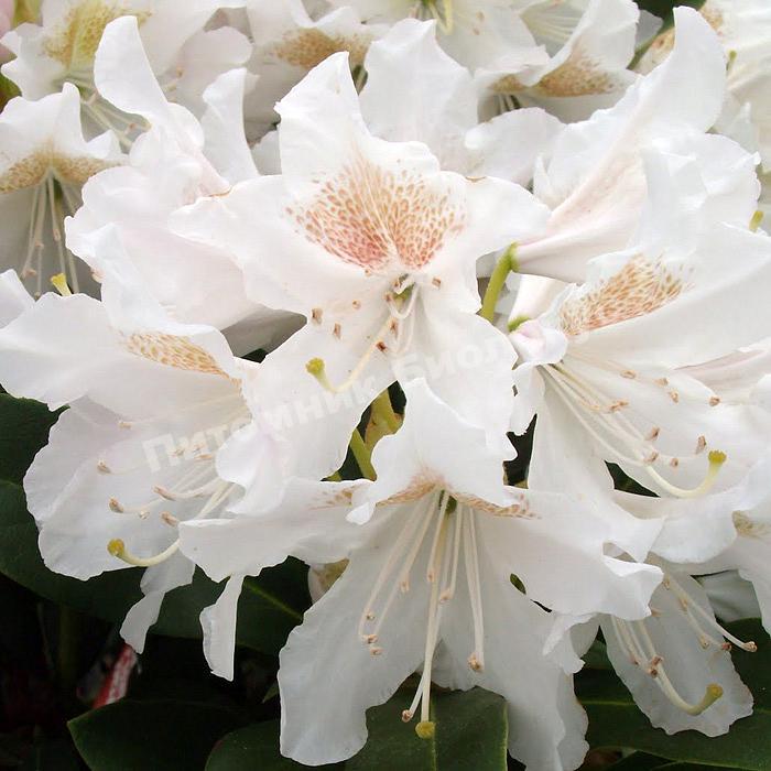 Рододендрон гибридный Каннингемс Уайт