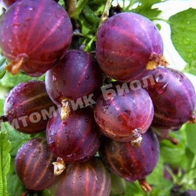 Крыжовник Сенатор