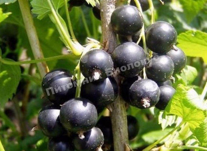 Крыжовник Йошта крона