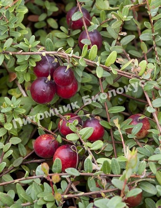 Клюква крупноплодная Эрли Блэк