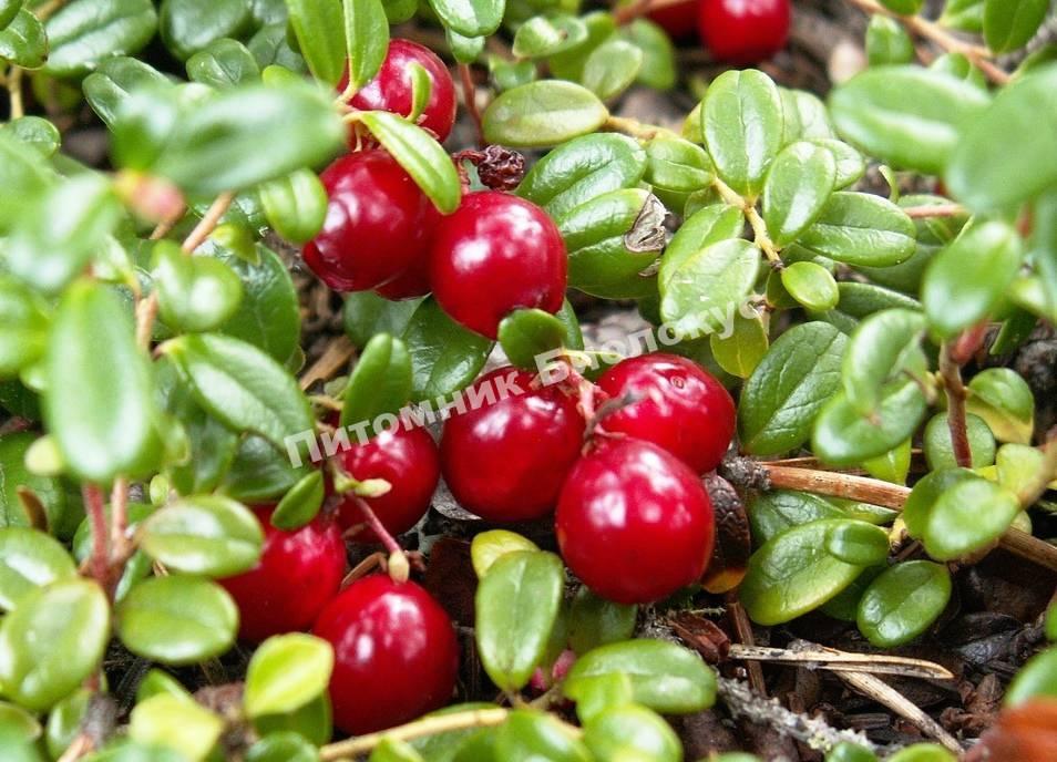 Клюква крупноплодная Франклин