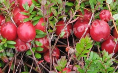 Клюква Северянка