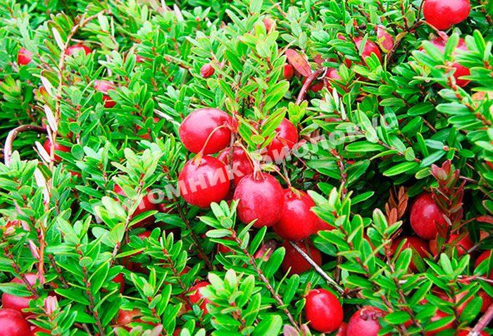 Клюква Сазоновская