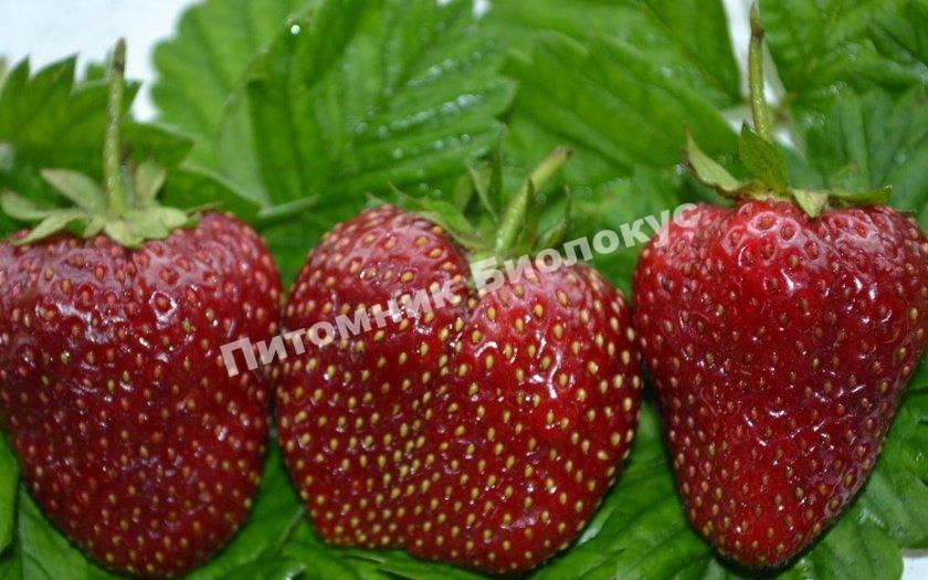 Клубника Машенька