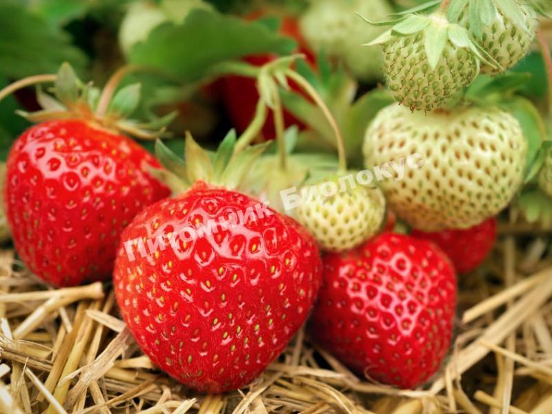 Клубника полька