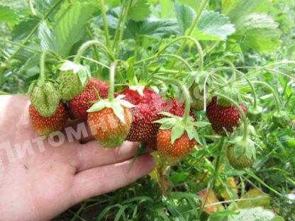 Клубника Марышка