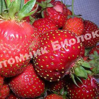 Клубника Московский деликатес