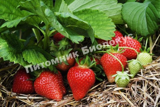 Клубника Максим