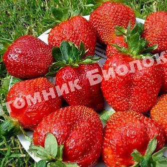 Клубника Королева Елизавета