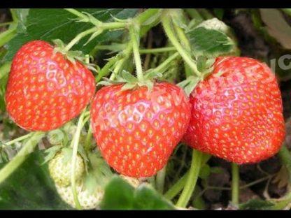 Клубника Кимберли