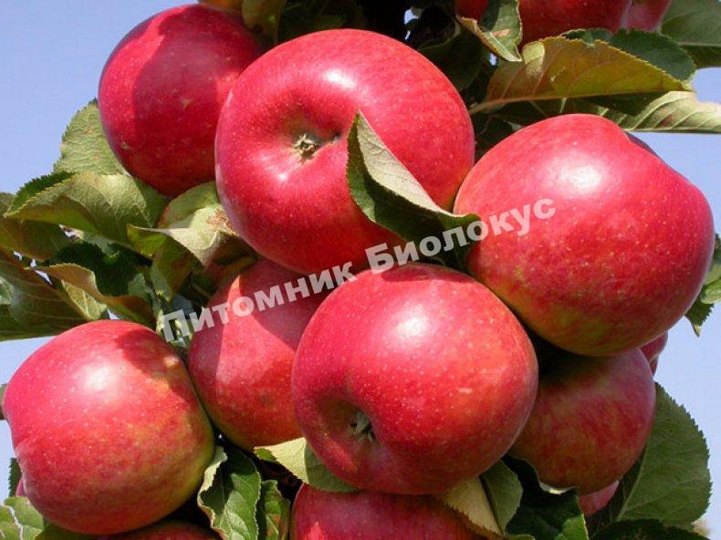 Яблоня Жигулевское