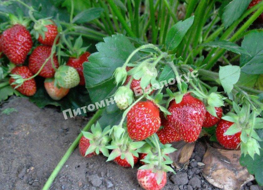 Клубника Зенга Зенганы