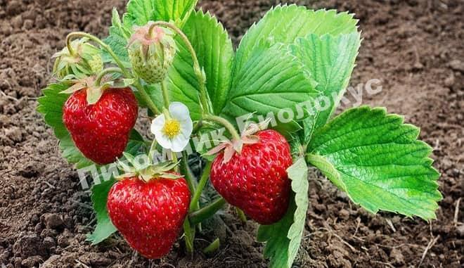 Клубника Белруби