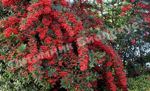 Кизильник обыкновенный