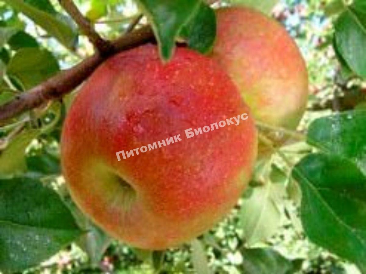 Яблоня Звездочка