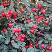 Кизильник приорский