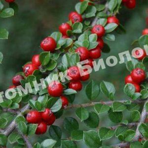 Кизил Cветлячок