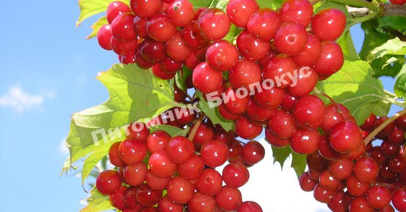 Калина Эликсир