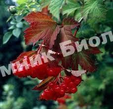 Калина Мария