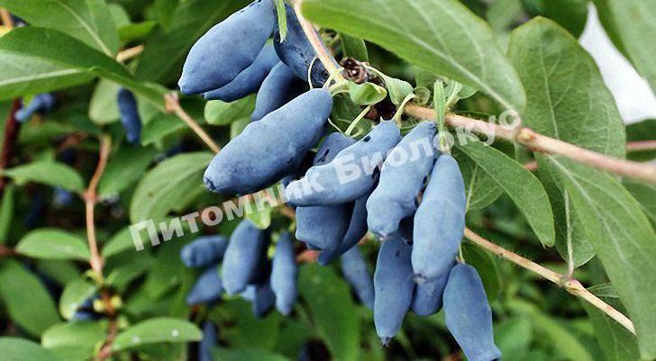 Жимолость Синяя птица