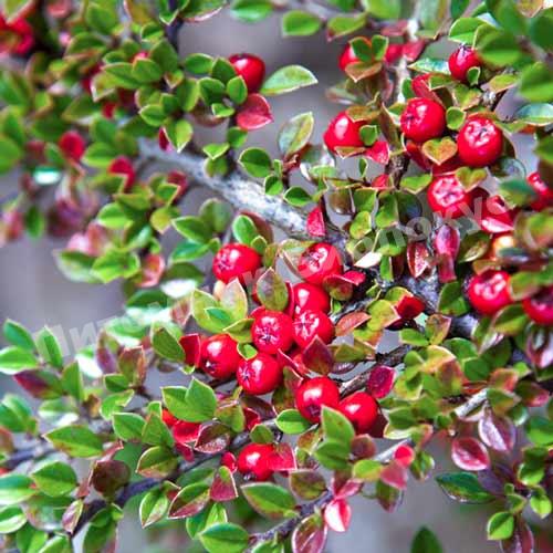 Кизильник Даммера