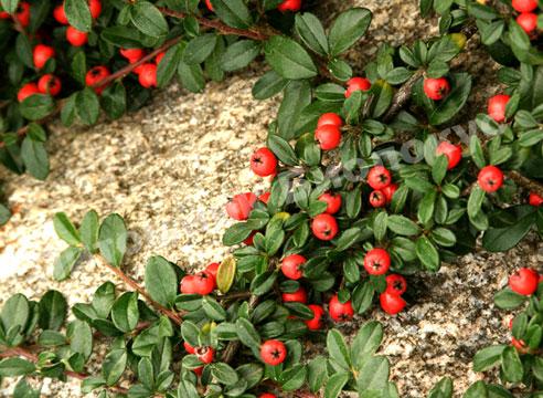 Кизильник Нежный