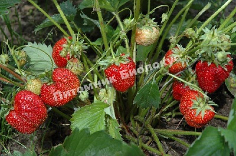 Клубника Гигантеллы