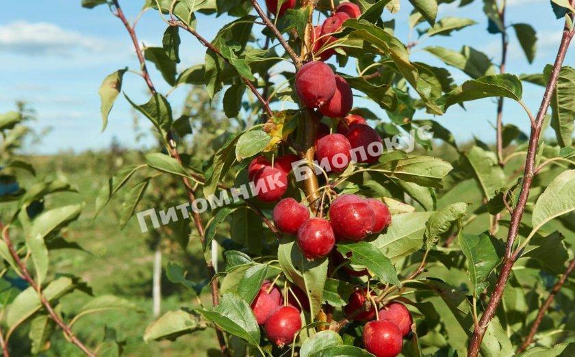 Яблоня Китайка красная