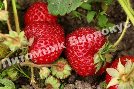 Клубника Фестивальная