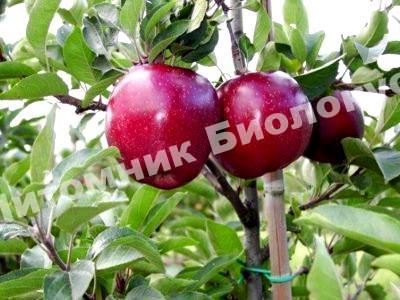 Яблоня ароматное