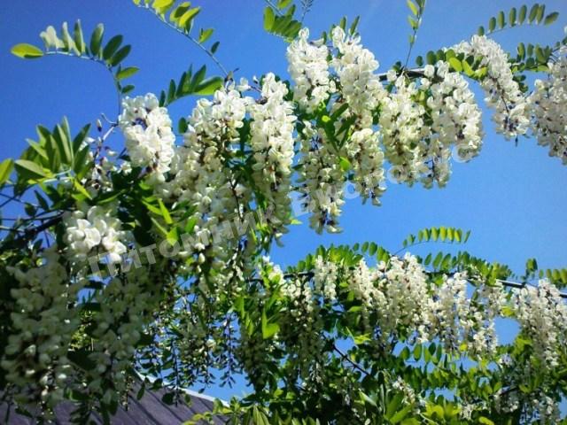 Акация белая