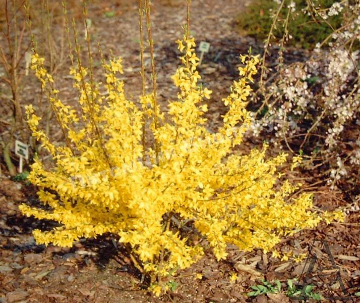 Форзиция Милисса